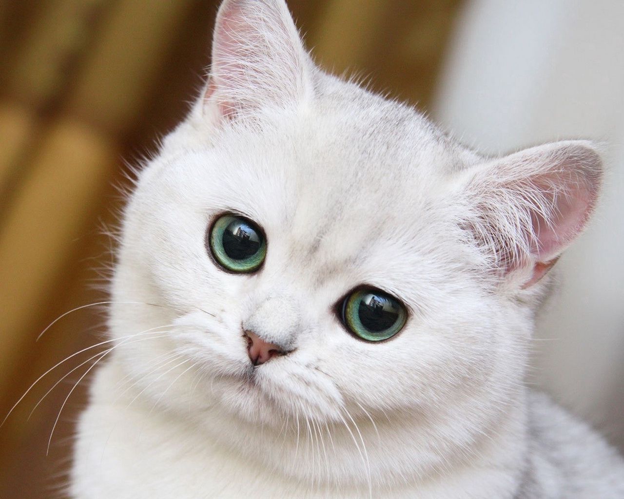 Cùng đón xem hình ảnh White cat vô cùng đáng yêu và hấp dẫn này nhé! Với lông trắng và đôi mắt to tròn, chú mèo xinh đẹp này nhất định sẽ khiến bạn mê mẩn và muốn sở hữu ngay!