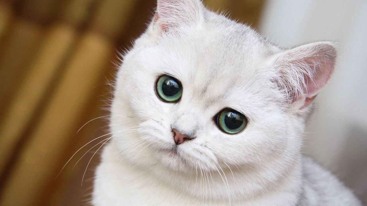 Wallpaper cute, white cat, muzzle