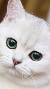 Preview wallpaper cute, white cat, muzzle