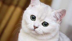 Preview wallpaper cute, white cat, muzzle