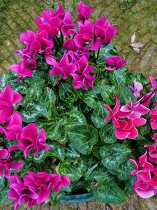 Preview wallpaper cyclamen, flower, leaves, sidewalk, planters