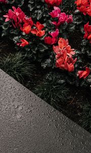 Preview wallpaper cyclamen, flowerbed, moisture, drops