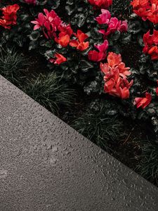 Preview wallpaper cyclamen, flowerbed, moisture, drops