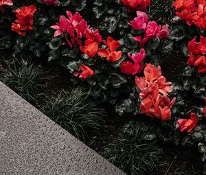 Preview wallpaper cyclamen, flowerbed, moisture, drops