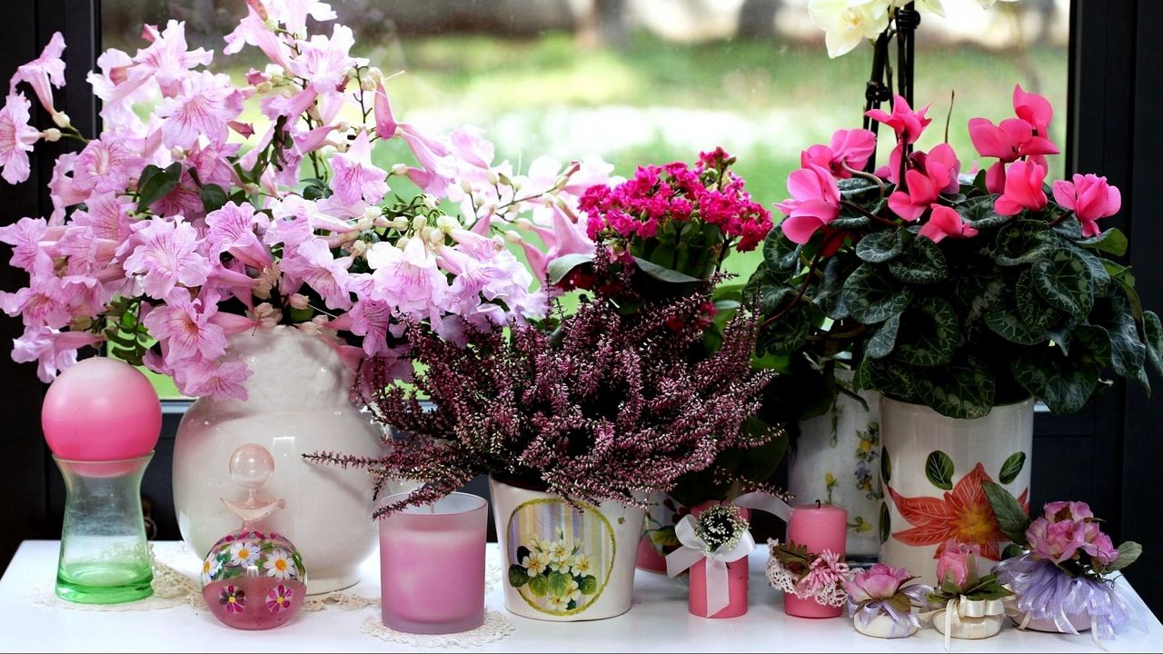 Wallpaper cyclamen, heather, kalanchoe, orchids, flowers, vases, candles, window