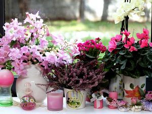 Preview wallpaper cyclamen, heather, kalanchoe, orchids, flowers, vases, candles, window