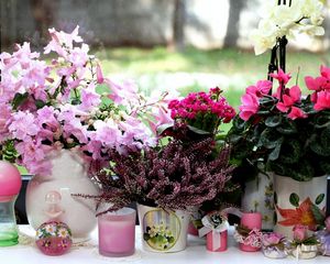 Preview wallpaper cyclamen, heather, kalanchoe, orchids, flowers, vases, candles, window