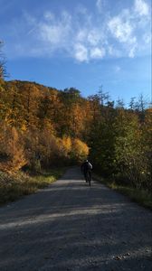 Preview wallpaper cyclist, bike, road, forest, trees
