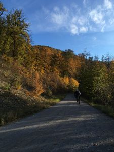 Preview wallpaper cyclist, bike, road, forest, trees