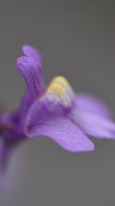 Preview wallpaper cymbalaria, flower, macro, purple