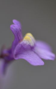 Preview wallpaper cymbalaria, flower, macro, purple