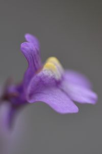 Preview wallpaper cymbalaria, flower, macro, purple