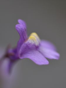 Preview wallpaper cymbalaria, flower, macro, purple