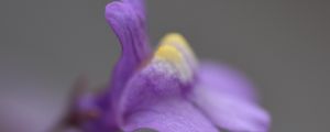 Preview wallpaper cymbalaria, flower, macro, purple