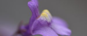 Preview wallpaper cymbalaria, flower, macro, purple