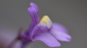 Preview wallpaper cymbalaria, flower, macro, purple