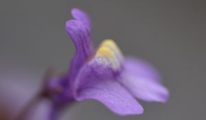 Preview wallpaper cymbalaria, flower, macro, purple