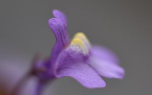 Preview wallpaper cymbalaria, flower, macro, purple