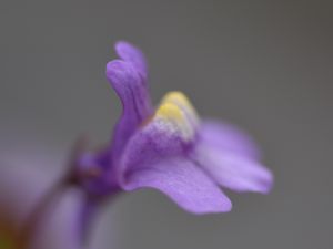 Preview wallpaper cymbalaria, flower, macro, purple