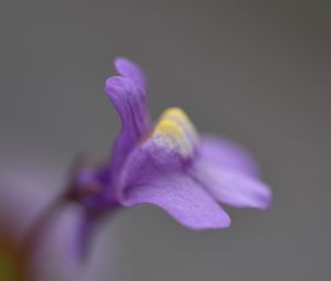 Preview wallpaper cymbalaria, flower, macro, purple