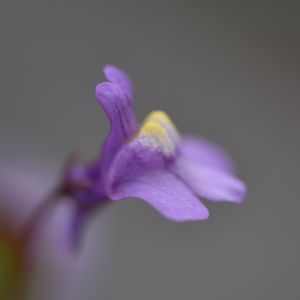 Preview wallpaper cymbalaria, flower, macro, purple