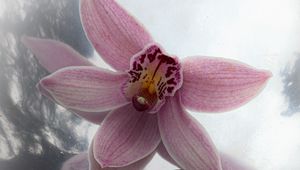 Preview wallpaper cymbidiumcymbidium, flower, petals, pink, stone