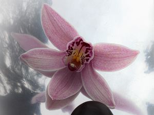 Preview wallpaper cymbidiumcymbidium, flower, petals, pink, stone