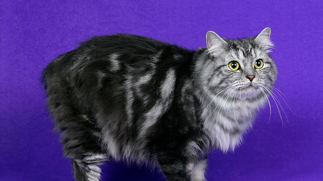 Wallpaper cymric cat, cat, furry, striped