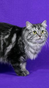 Preview wallpaper cymric cat, cat, furry, striped