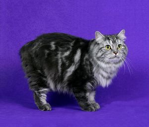 Preview wallpaper cymric cat, cat, furry, striped
