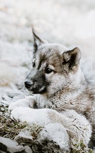 Preview wallpaper czechoslovakian wolfdog, puppy, sadness, lies