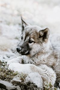 Preview wallpaper czechoslovakian wolfdog, puppy, sadness, lies