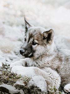 Preview wallpaper czechoslovakian wolfdog, puppy, sadness, lies