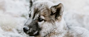 Preview wallpaper czechoslovakian wolfdog, puppy, sadness, lies