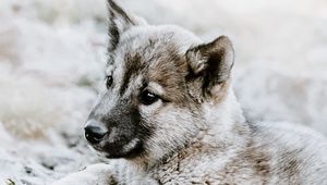 Preview wallpaper czechoslovakian wolfdog, puppy, sadness, lies