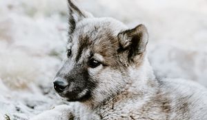 Preview wallpaper czechoslovakian wolfdog, puppy, sadness, lies