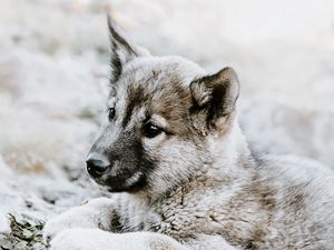 Preview wallpaper czechoslovakian wolfdog, puppy, sadness, lies