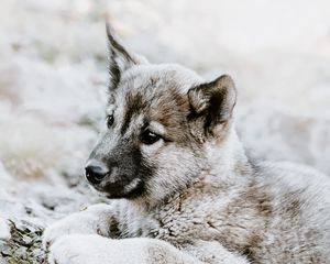 Preview wallpaper czechoslovakian wolfdog, puppy, sadness, lies