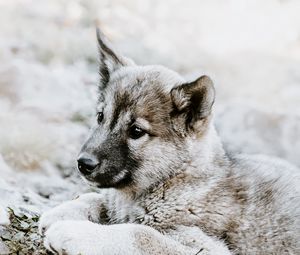 Preview wallpaper czechoslovakian wolfdog, puppy, sadness, lies