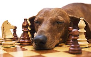 Preview wallpaper dachshund, chess, dog, face, fatigue