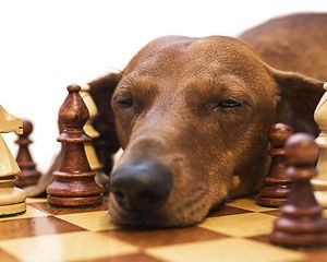 Preview wallpaper dachshund, chess, dog, face, fatigue