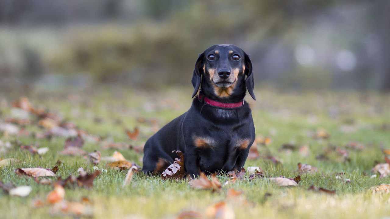 Wallpaper dachshund, dog, black, lop-eared, collar, lawn, fallen leaves