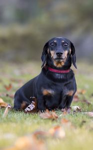 Preview wallpaper dachshund, dog, black, lop-eared, collar, lawn, fallen leaves