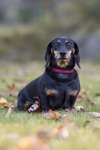 Preview wallpaper dachshund, dog, black, lop-eared, collar, lawn, fallen leaves