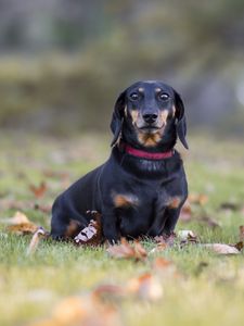 Preview wallpaper dachshund, dog, black, lop-eared, collar, lawn, fallen leaves