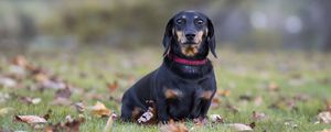 Preview wallpaper dachshund, dog, black, lop-eared, collar, lawn, fallen leaves