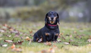 Preview wallpaper dachshund, dog, black, lop-eared, collar, lawn, fallen leaves