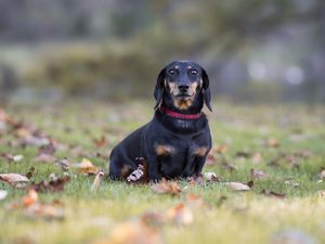 Preview wallpaper dachshund, dog, black, lop-eared, collar, lawn, fallen leaves