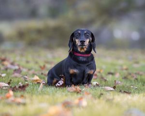 Preview wallpaper dachshund, dog, black, lop-eared, collar, lawn, fallen leaves