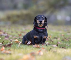 Preview wallpaper dachshund, dog, black, lop-eared, collar, lawn, fallen leaves